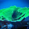 Коралл SPS Montipora spp, Montipora Foliosa Green XL