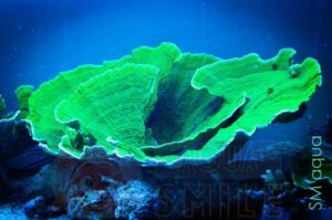Корал SPS Montipora spp, Montipora Foliosa Green XL