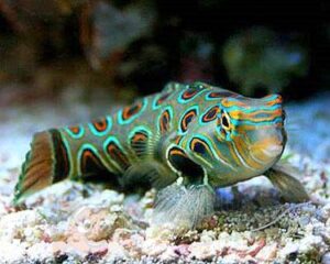 Рыба Synchiropus picturatus, Psychedelic Fish
